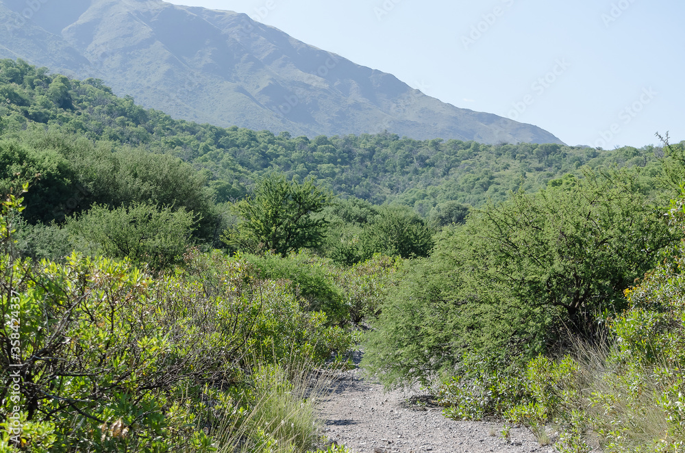 Obraz premium Bosque