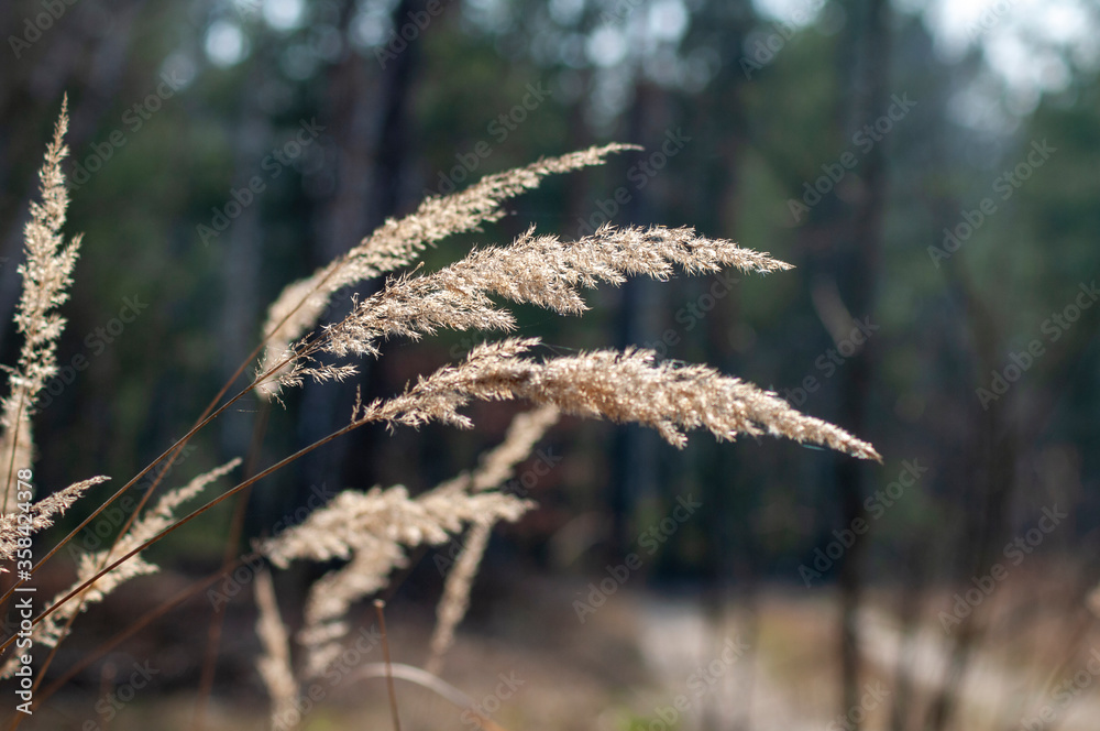 dry panicles of weeds stand beautifully dry panicles of weeds stand beautifully