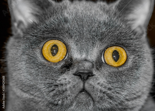 the wondering face of British shorthair cat
