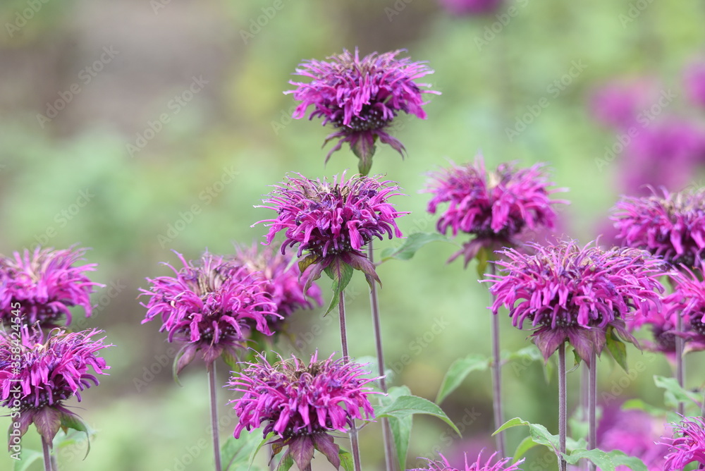 Monarda is a Lamiaceae perennial plant and is used by beekeepers as a source of nectar and is also called Beebalm. Monarda is a Lamiaceae perennial plant and is used by beekeepers as a source of nectar and is also called Beebalm.