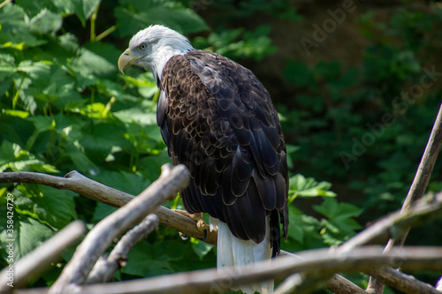 white tailed eagle