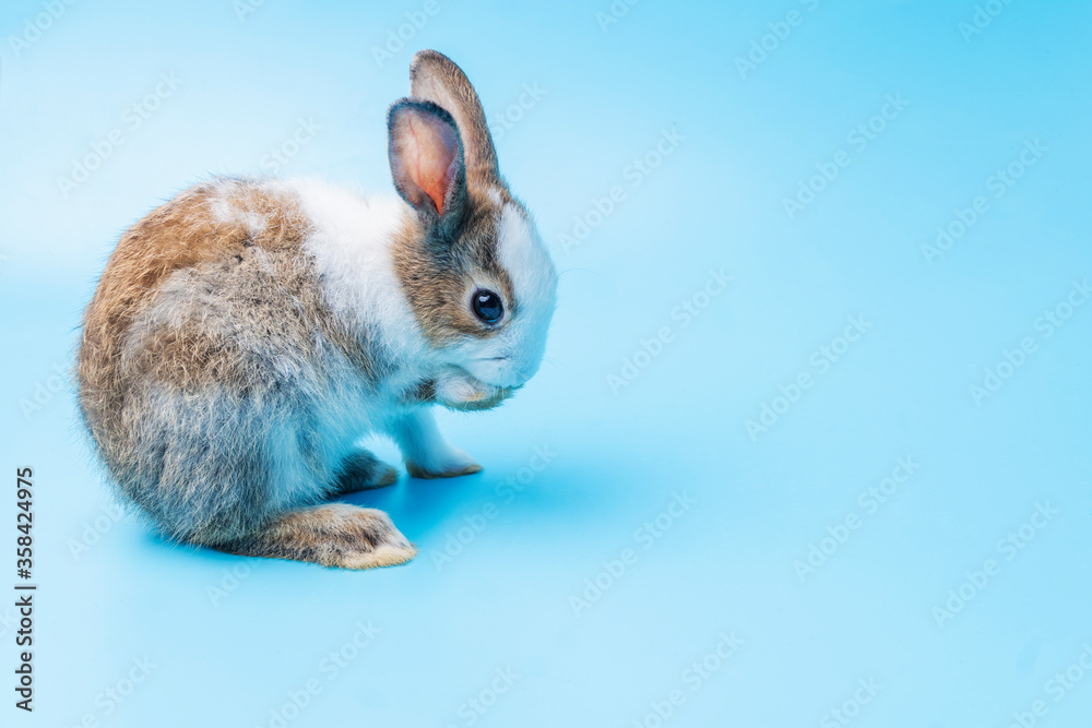 Cute adorable brown and white rabbit cleaning foot while sitting on isolated blue background. Lovely baby bunny alone sit on blue background. Easter concept. Cute adorable brown and white rabbit cleaning foot while sitting on isolated blue background. Lovely baby bunny alone sit on blue background. Easter concept.