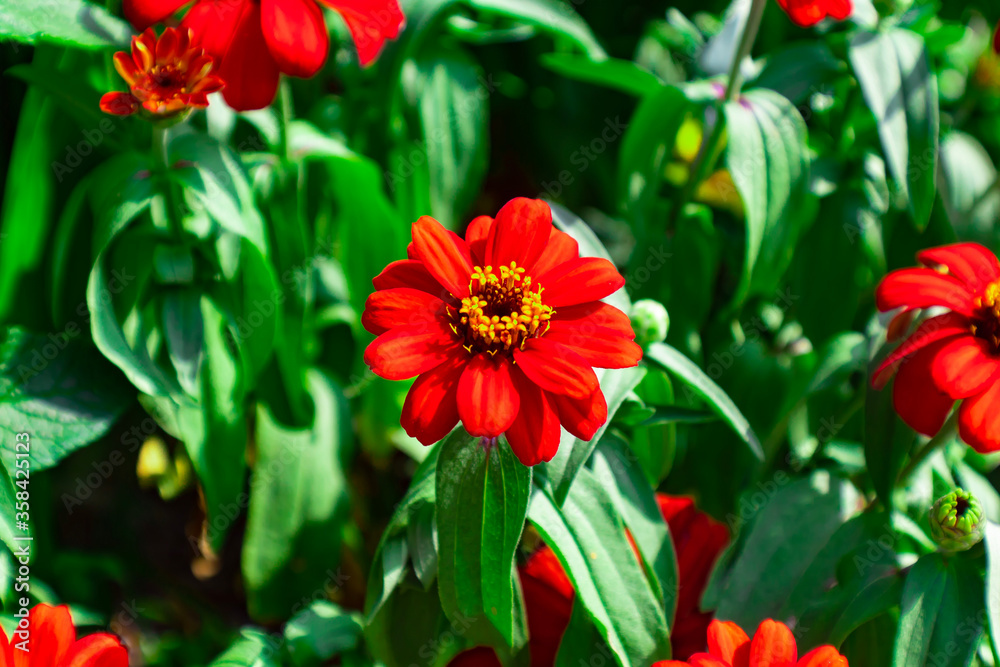 red tulips in garden