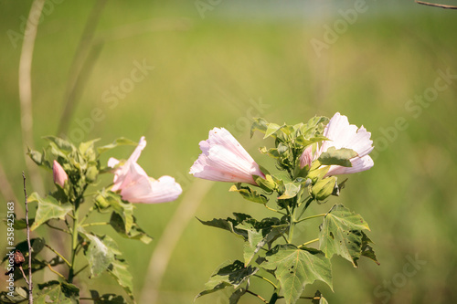 Wild pink flower on Mountain Hollyhock Kankakee Mallow Iliamna rivularis photo