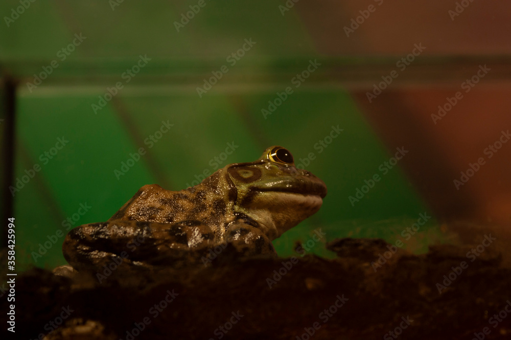 Fototapeta premium .Stationary frog in fish tank