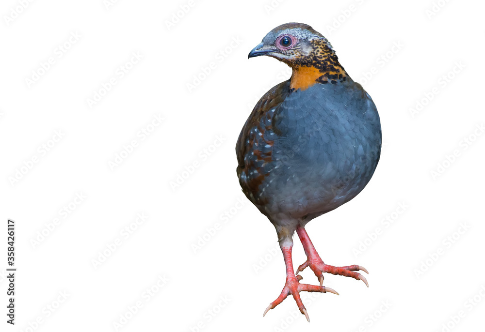 Rufous-throated Partridge on white background. Rufous-throated Partridge on white background.