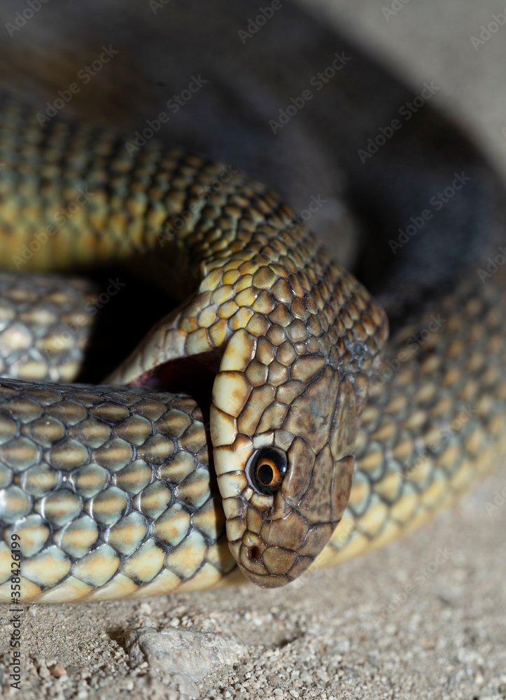 Obraz premium The snake bites itself. Caspian whipsnake (caspius) also known as the large whipsnake.