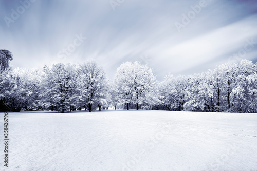 Wallpaper Mural Invierno con nieve y arboles, frío amanecer azul Torontodigital.ca