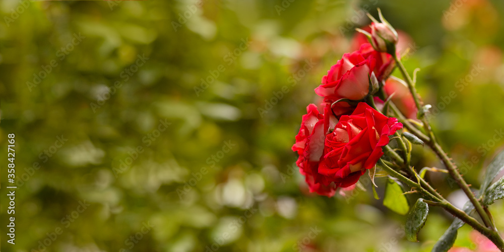 Beautiful blossom red roses in the garden. Selective focus, close up view. Banner or card with space for text.