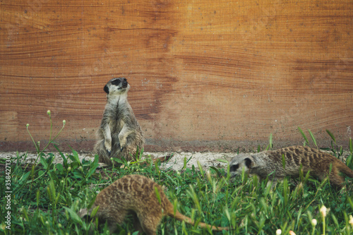 Meerkats watching around for safety and warning on ground. photo