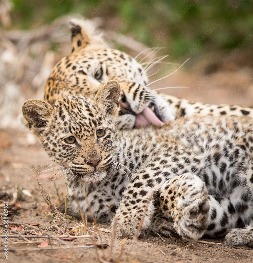 Mother grooming baby leopard in Kruger Park South Africa Mother grooming baby leopard in Kruger Park South Africa