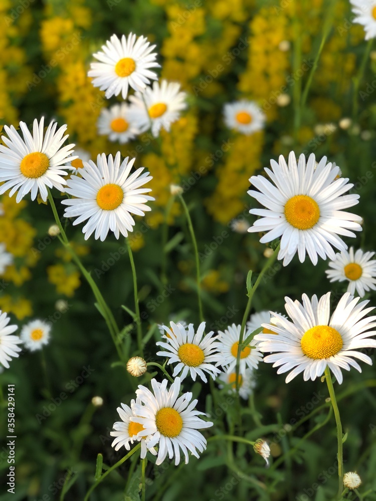 Fototapeta premium daisies in a field