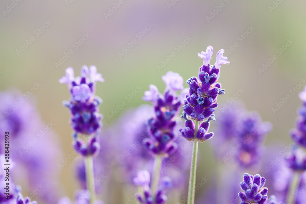 close up of lavender flowers close up of lavender flowers