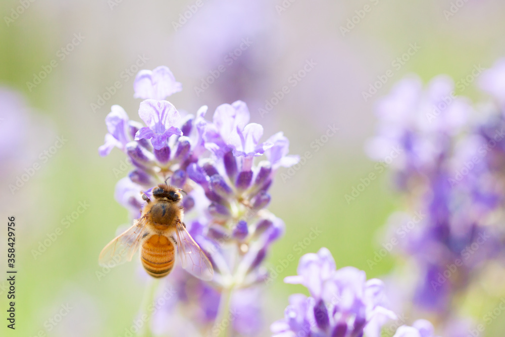 honeybee on lavender flower