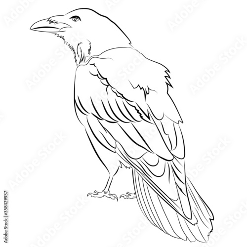 Coloring page, coloring book. Black fine art raven bird. Hand drawn vector illustration isolated on white. Line art, mystical concept. 