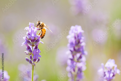 honeybee on lavender flower