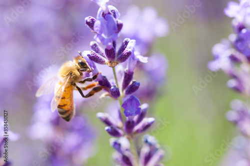 Photo honeybee on lavender flower