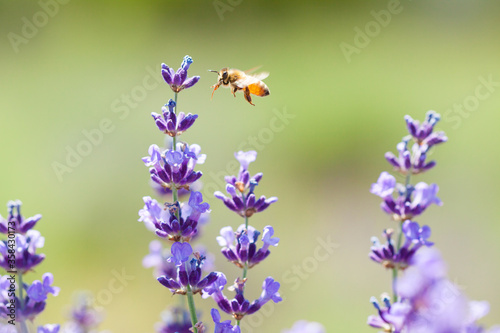 Fototapeta Naklejka Na Ścianę i Meble -  flying honeybee on lavender flower