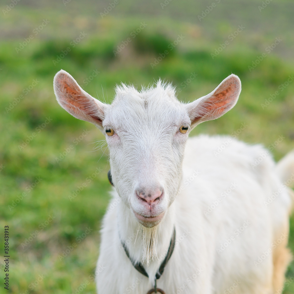 funny joyful goat grazing on a green grassy lawn. Close up portrait of a funny goat. Farm Animal. A white goat is looking at the camera with great interest.