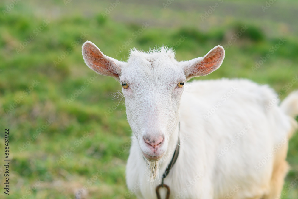 funny joyful goat grazing on a green grassy lawn. Close up portrait of a funny goat. Farm Animal. A white goat is looking at the camera with great interest.