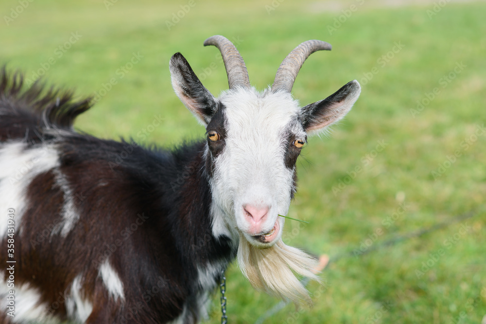 Funny joyful goat grazing on a green grassy lawn. Close up portrait of a funny goat. Farm Animal. The goat is looking at the camera. Funny joyful goat grazing on a green grassy lawn. Close up portrait of a funny goat. Farm Animal. The goat is looking at the camera.