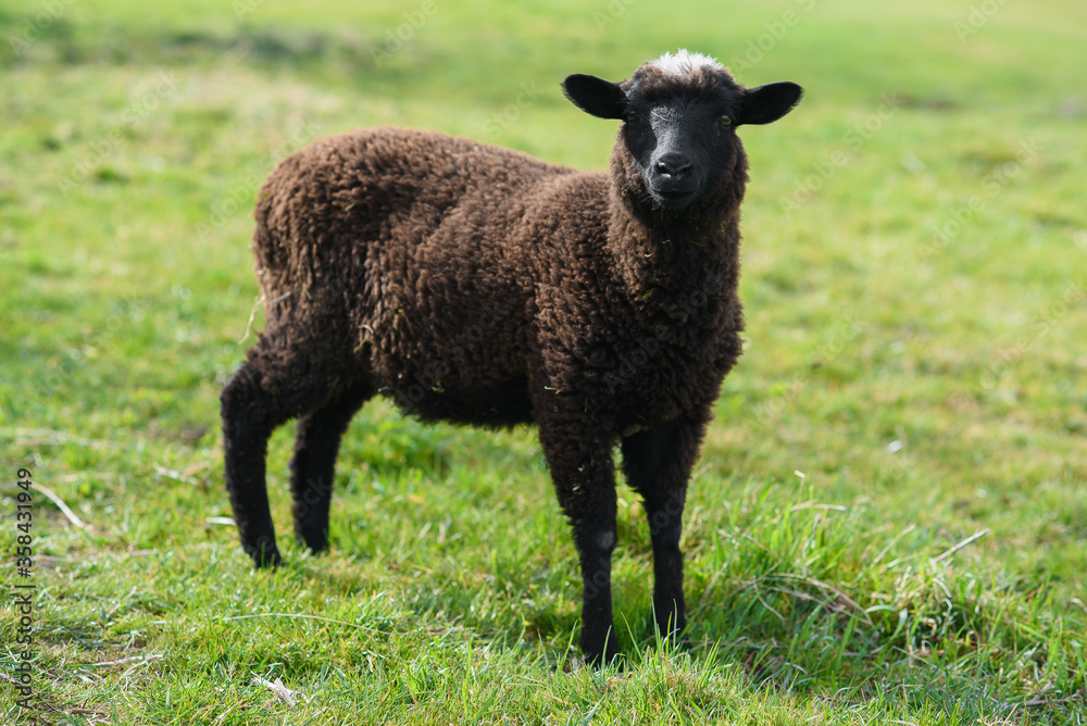 Little black lamb grazing on the meadow on Madeira Island. Little black lamb grazing on the meadow on Madeira Island.