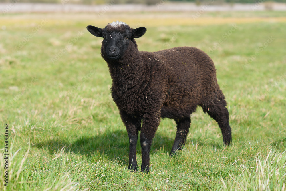 Little black lamb grazing on the meadow on Madeira Island. Little black lamb grazing on the meadow on Madeira Island.