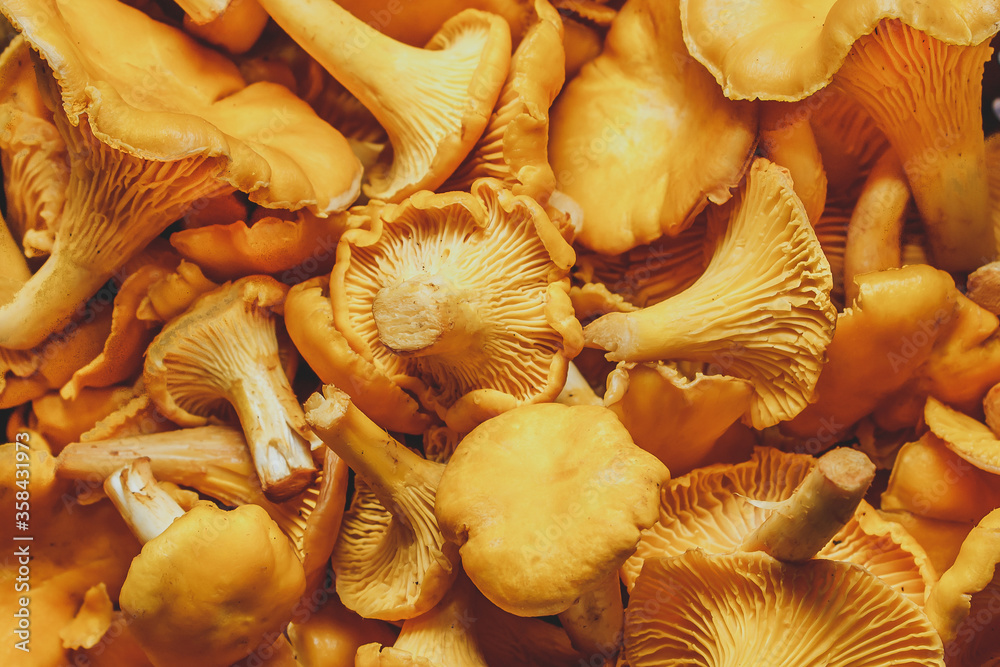Forest orange chanterelle mushrooms on brown wooden background - obrazy, fototapety, plakaty 