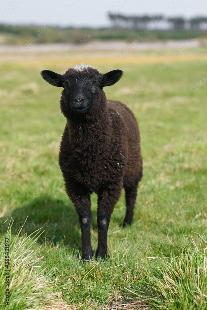 Little black lamb grazing on the meadow on Madeira Island. Little black lamb grazing on the meadow on Madeira Island.