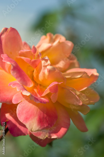 The name of this rose "Souvenir d'Anne Frank".