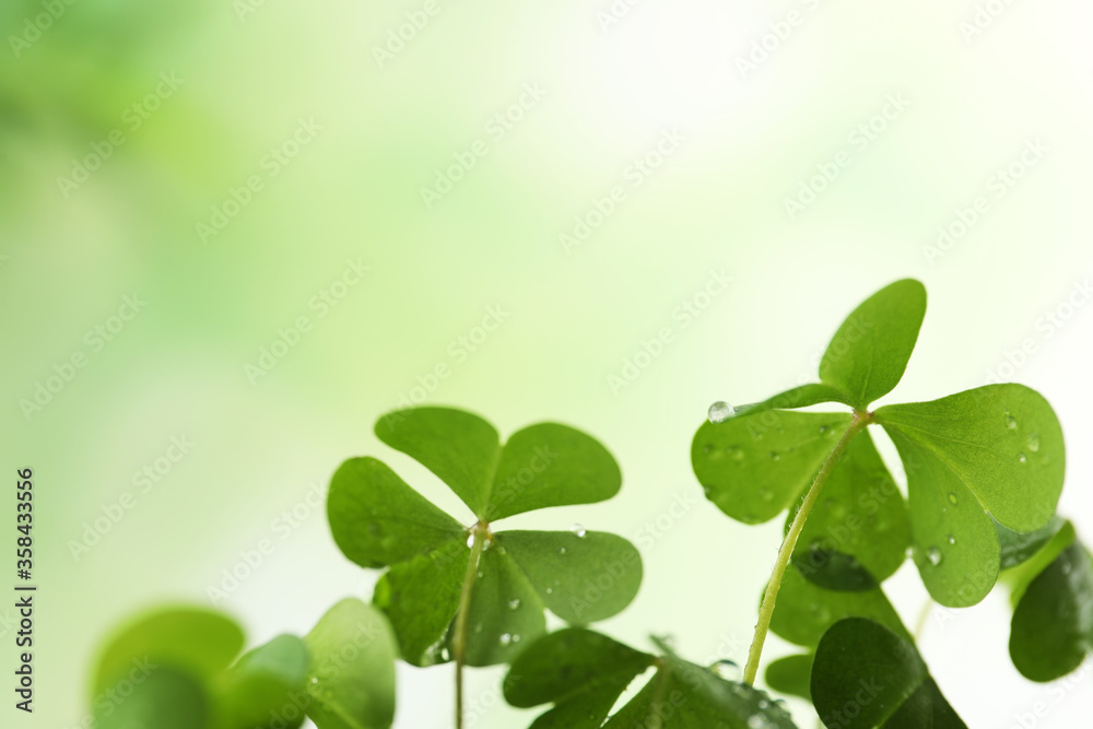 Clover leaves with water drops on blurred background, space for text. St. Patrick's Day symbol Clover leaves with water drops on blurred background, space for text. St. Patrick's Day symbol