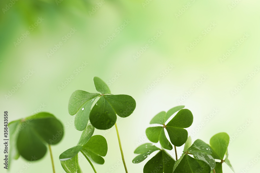 Clover leaves with water drops on blurred background, space for text. St. Patrick's Day symbol