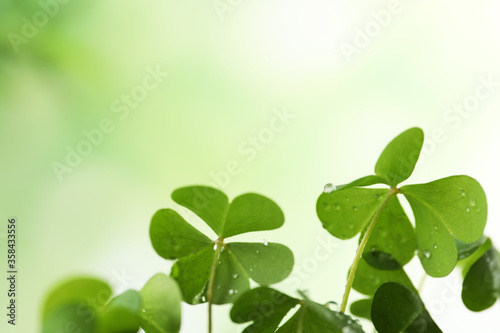 Clover leaves with water drops on blurred background, space for text. St. Patrick's Day symbol © New Africa
