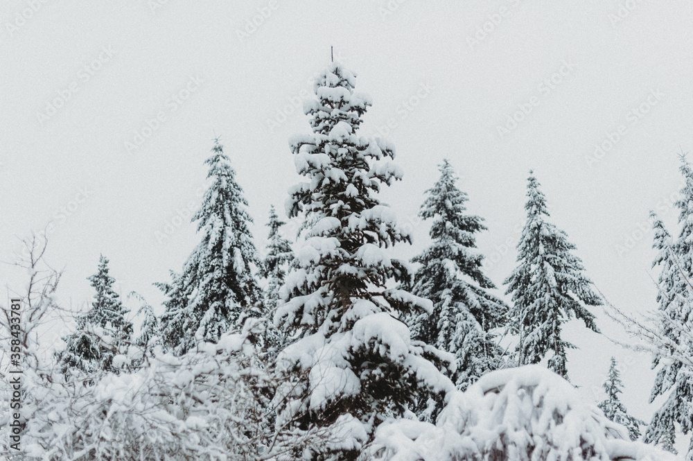 Obraz premium Snow day in WA, USA (February, 2020)