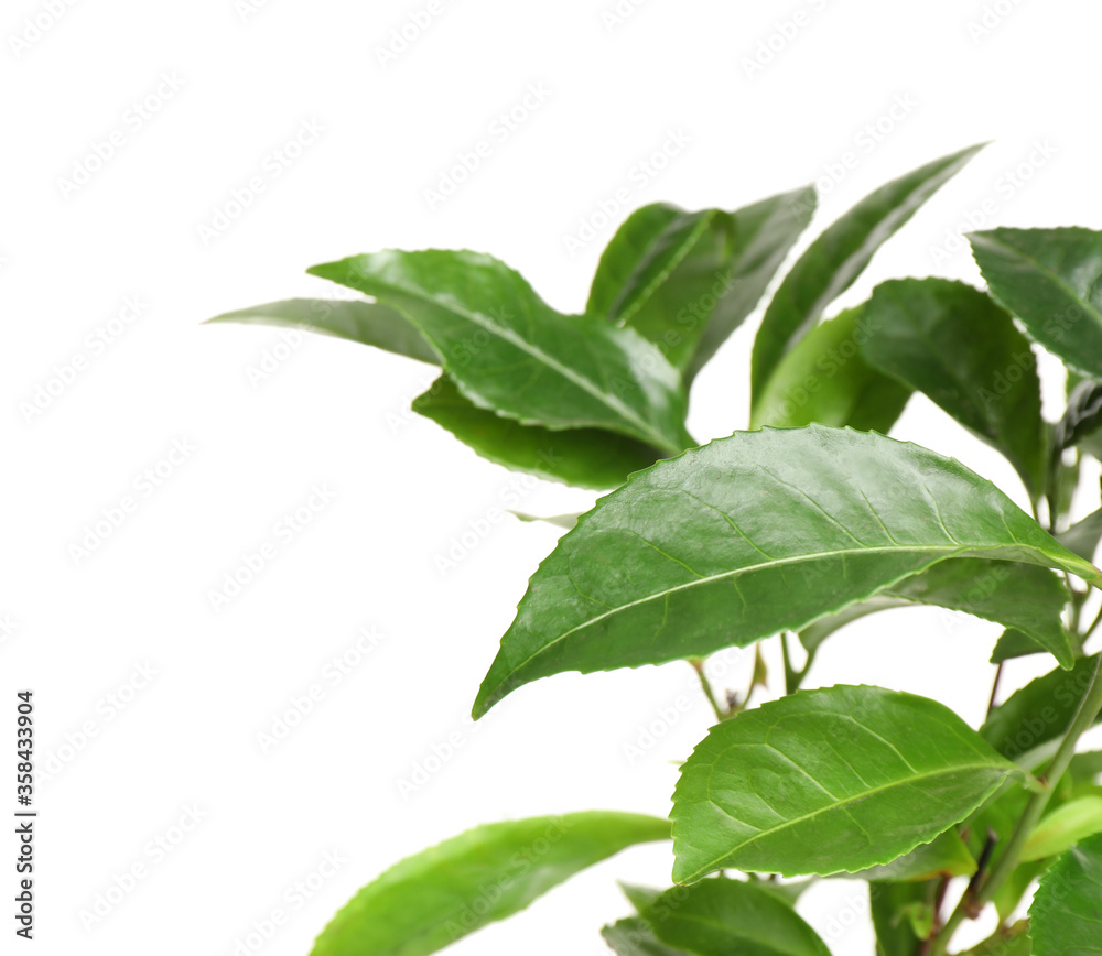 Green leaves of tea plant on white background Green leaves of tea plant on white background