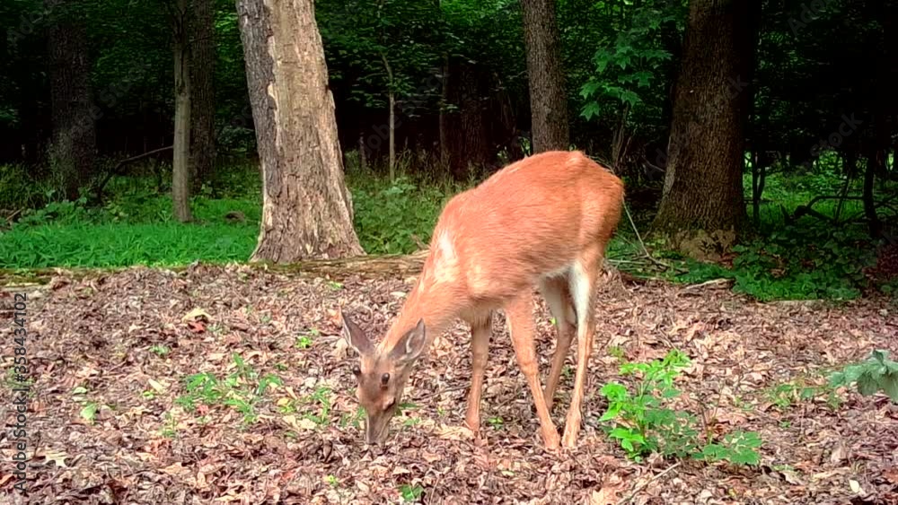 closeup of young buck in forest closeup of young buck in forest