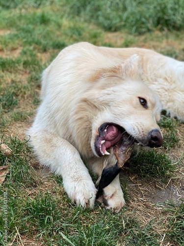 White German shepherd 