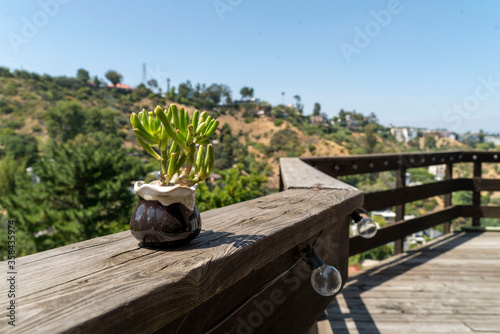Crassula Ovata 'Coral' Succulent On Wooden Deck Overlooking Green Mountain Neighborhood