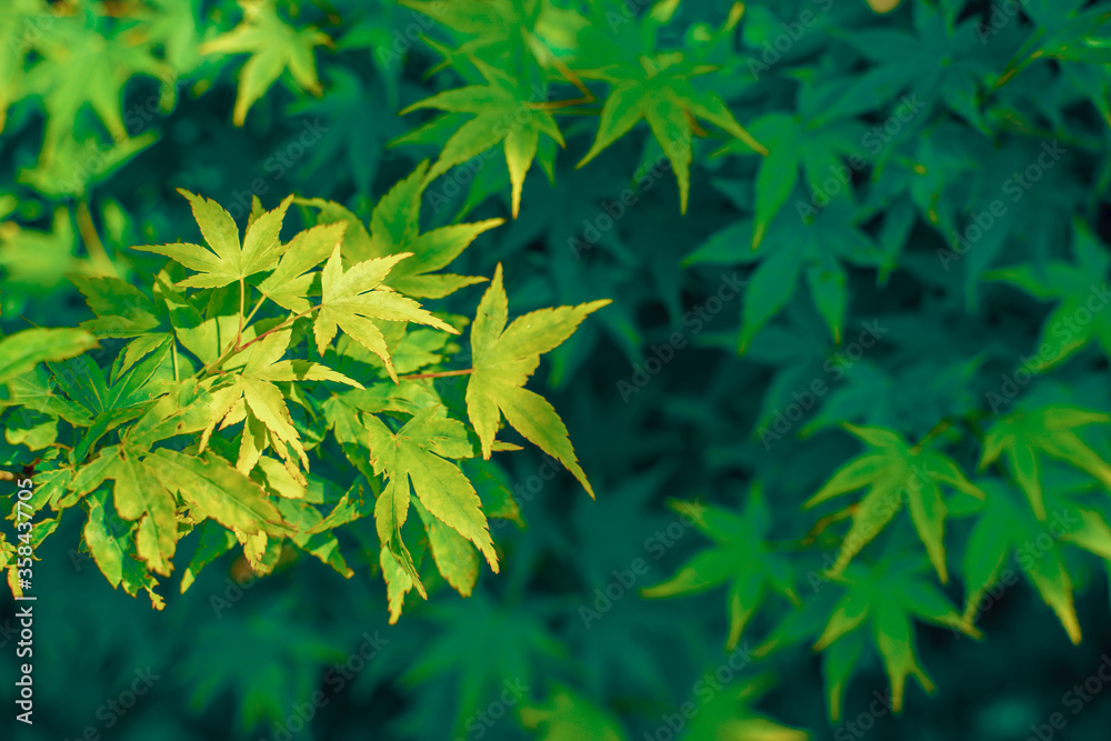 Green nature background with maple leaves for your design Green nature background with maple leaves for your design