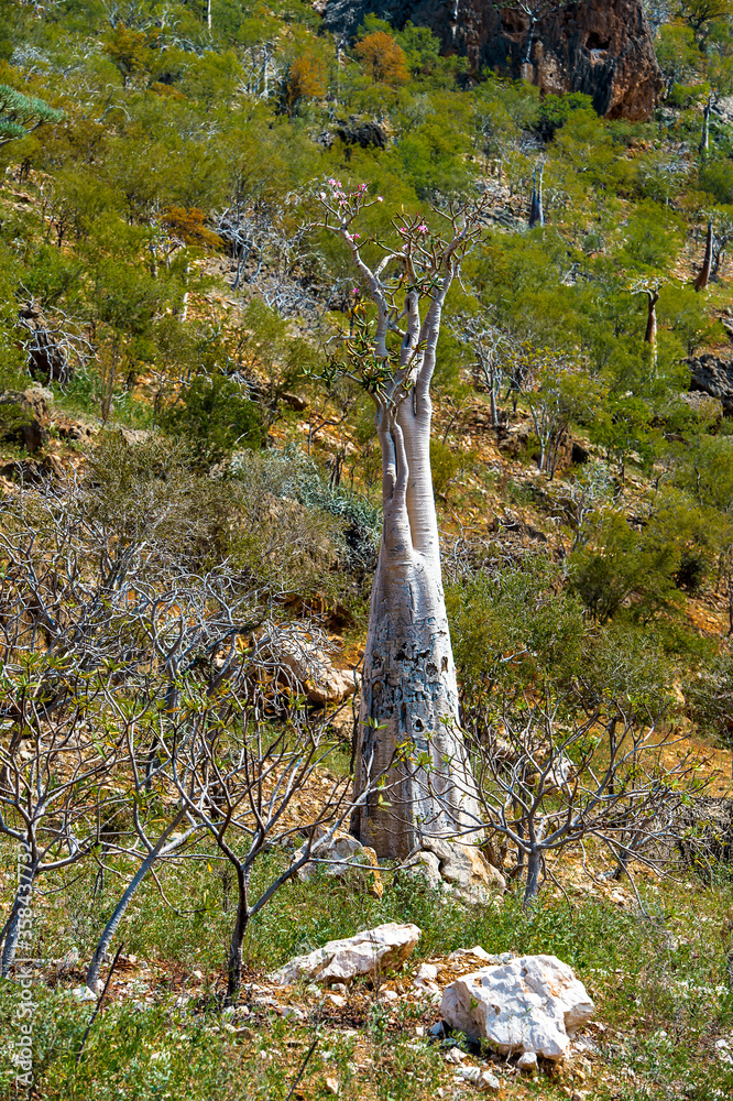 It's Dragon tree and nature It's Dragon tree and nature