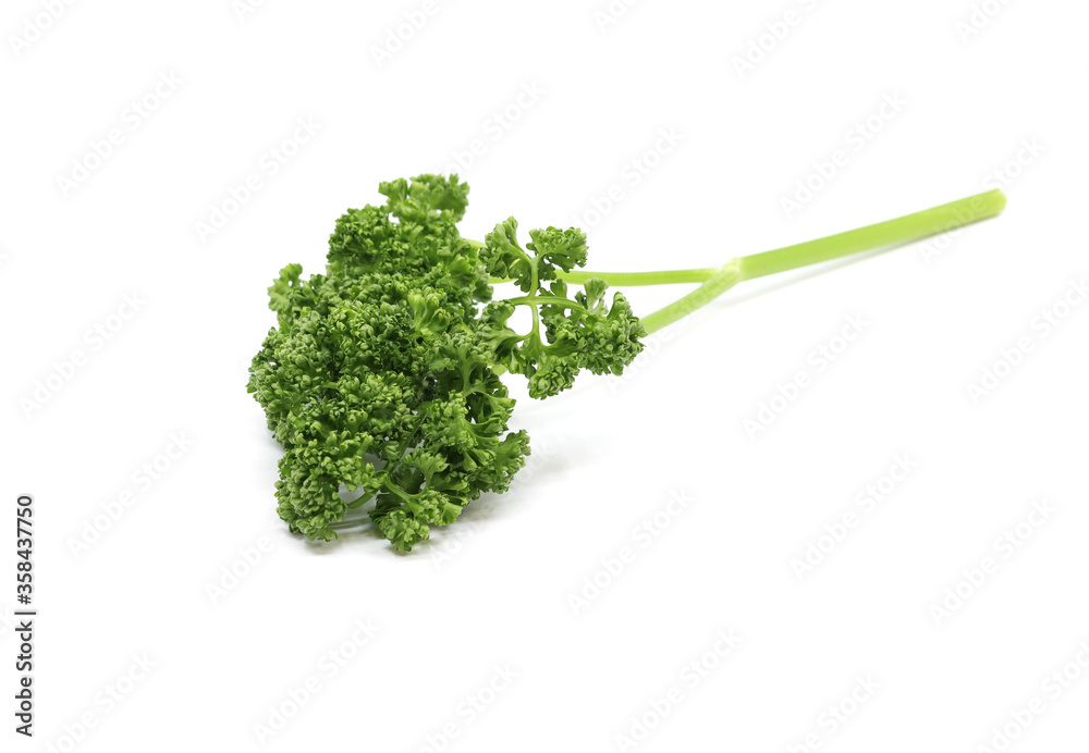 parsley isolated in white background parsley isolated in white background
