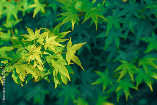 Green nature background with maple leaves for your design