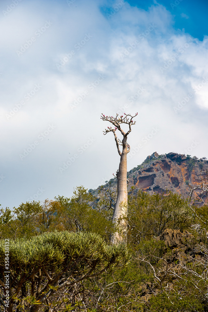 Obraz premium It's Dragon tree and nature of Socotra Island