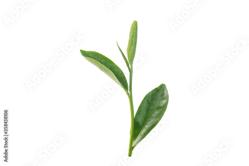 Young green tea leaves isolated on white background