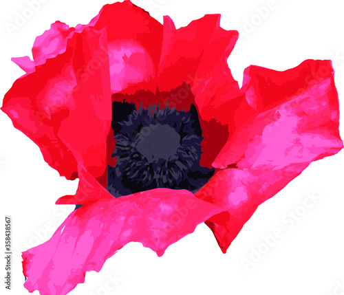 Isolated Red Poppy Flower