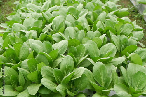 Pokcoy or bok choy (brassica rapa) plant grows in the garden photo