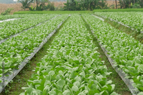 Pokcoy or bok choy (brassica rapa) plant grows in the garden photo