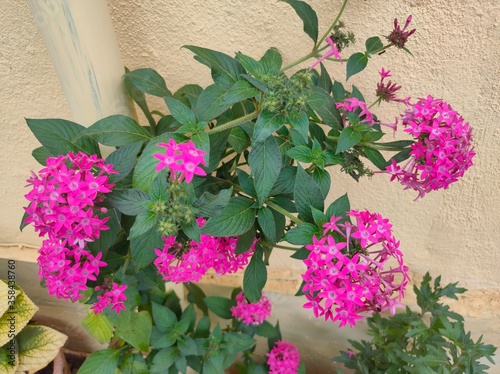 pink flowers in a garden