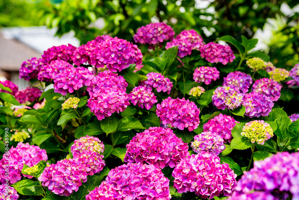 若宮八幡のアジサイ