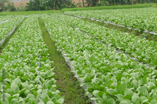 Brassica rapa, pakcoy or bok choy plant grows in the garden photo